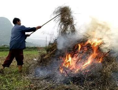 你年年都想燒的秸稈，今年可以吃票子了！